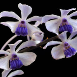 Vanda coerulescens