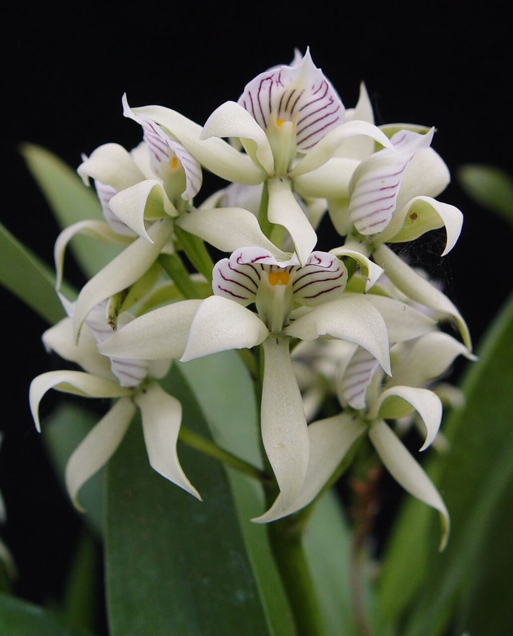 Botanical Orchids Encyclia Fragrans Orchidable