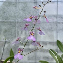 Oncidium Popcorn