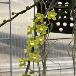 Chiloschista viridiflava