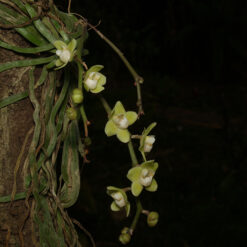 Chiloschista viridiflava