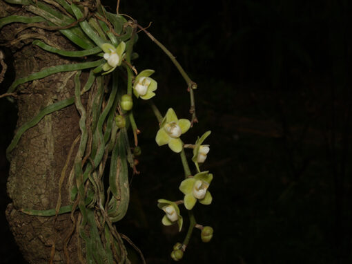 Chiloschista viridiflava