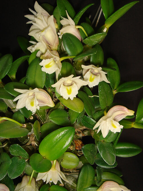 Dendrobium pachyphyllum | Orchidable