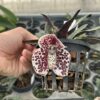 Paphiopedilum bellatulum