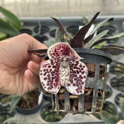 Paphiopedilum bellatulum
