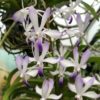 Neostylis lou sneary