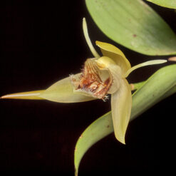 Coelogyne fimbriata