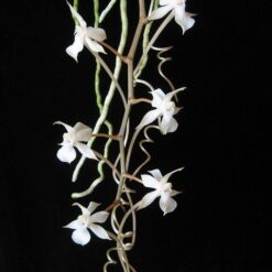 Aerangis kotschyana