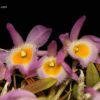 Dendrobium loddigesii