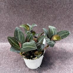 Ludisia discolor