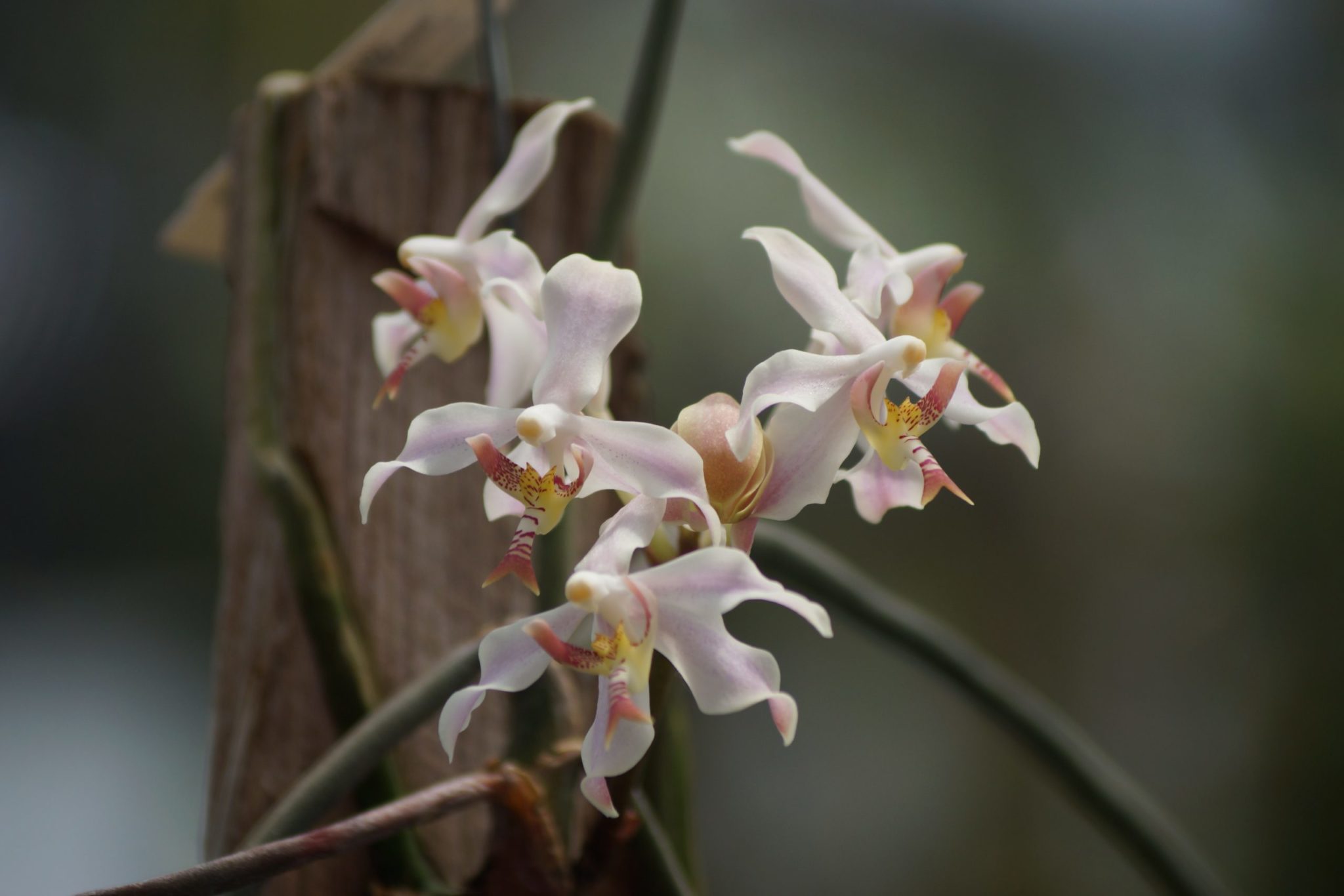 Paraphalaenopsis laycockii x serpentilingua | Orchidable