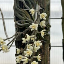 Chiloschista usneoides