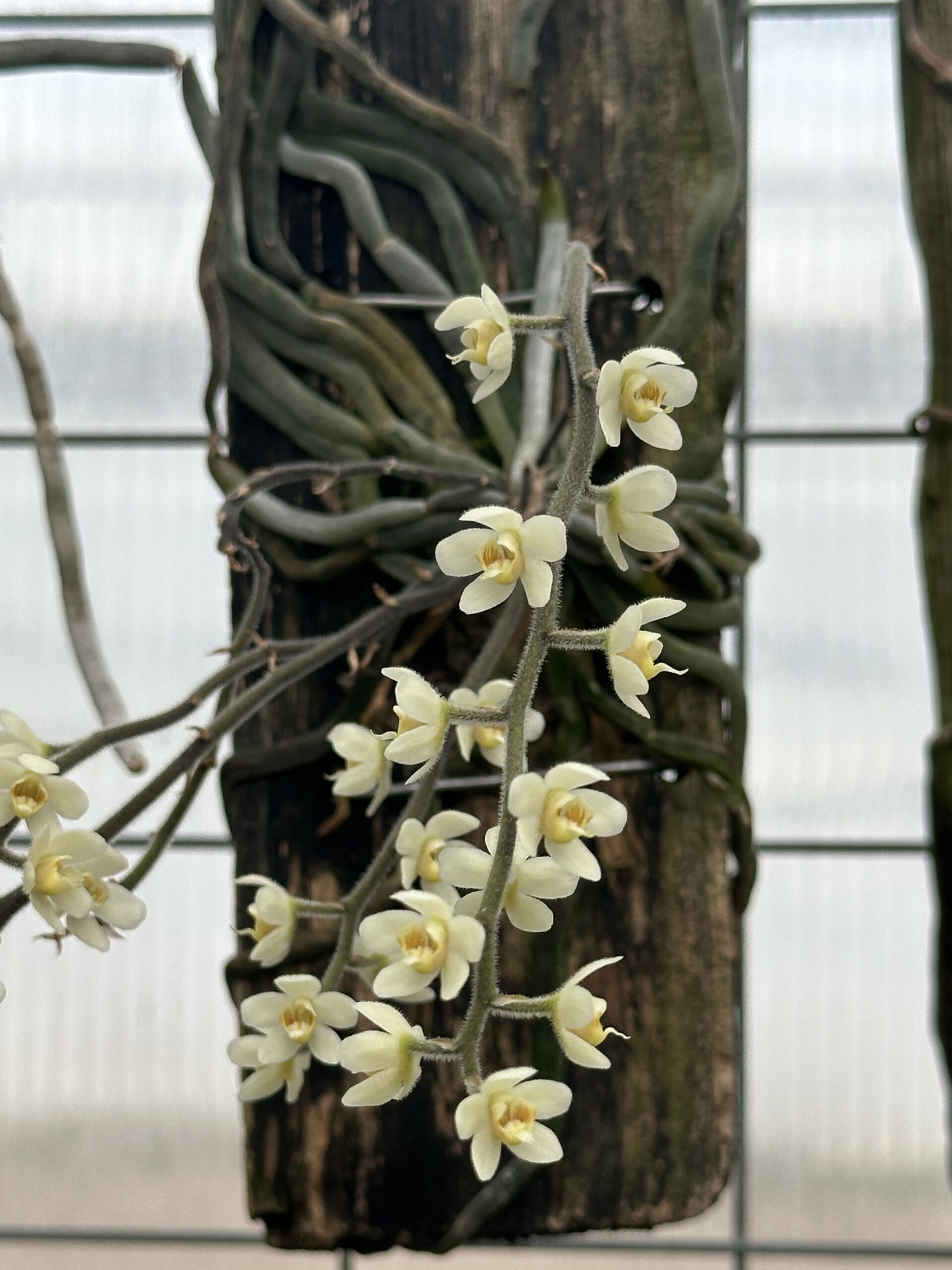 Chiloschista usneoides