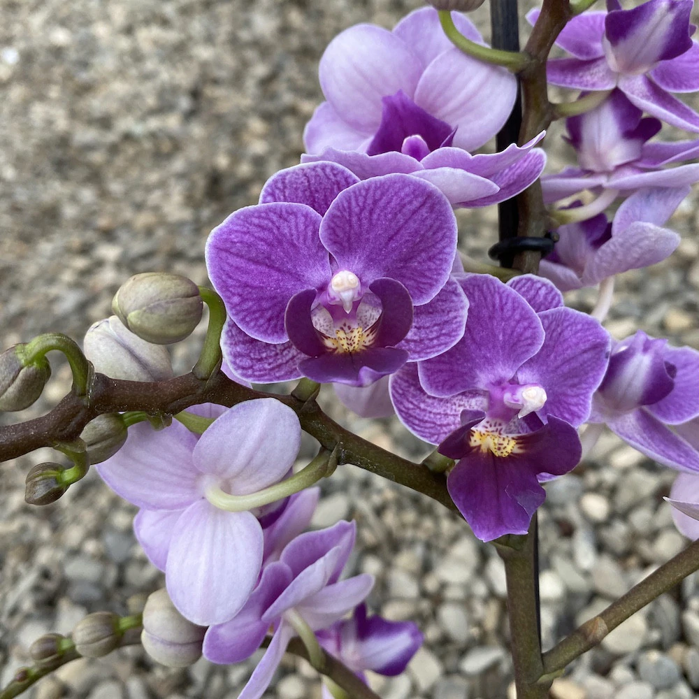 Botanical orchids - Phalaenopsis Violet Queen | Orchidable