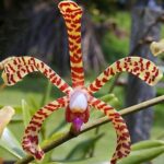 Arachnis Maggie Oei Variegated