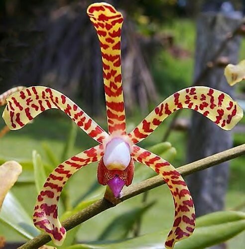 Hybrid Orchids Online - Orchidable