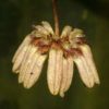 Bulbophyllum roxburghii
