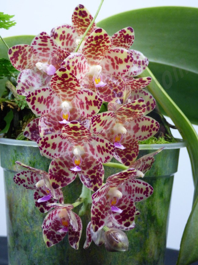 Botanical orchids Phalaenopsis gigantea Orchidable