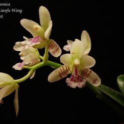 Sedirea japonica