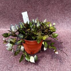 Alternative view of Hoya krohniana 'Black Leaves'