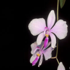 Phalaenopsis lowii