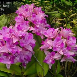 Cattleya Monte Elegante 'Xin Pu'