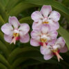 Vanda foetida