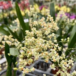 Oncidium Twinkle Light Yellow