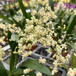 Alternative view of Oncidium Twinkle Light Yellow