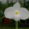 Paphiopedilum delenatii alba