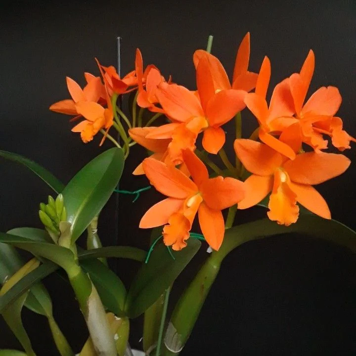 Botanical orchids - Cattleya Little Young Orange | Orchidable