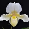 Paphiopedilum Rosy Dawn