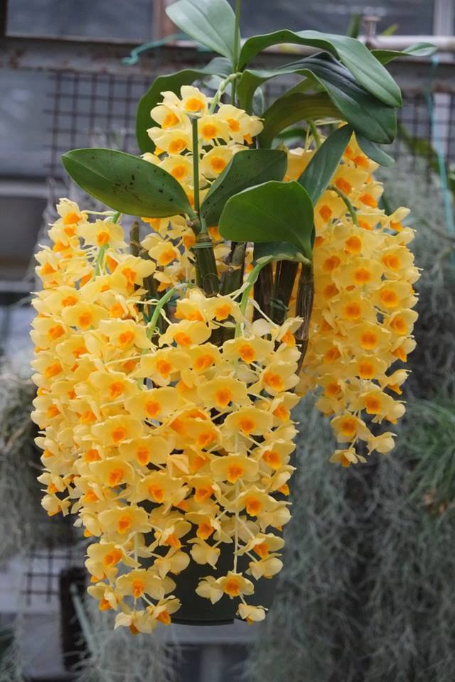 Botanical orchids - Dendrobium griffithianum | Orchidable