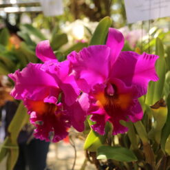 Cattleya King Of Taiwan