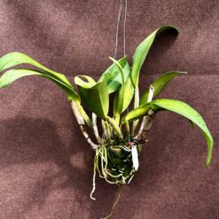 Alternative view of Cattleya Chyong Guu Swan