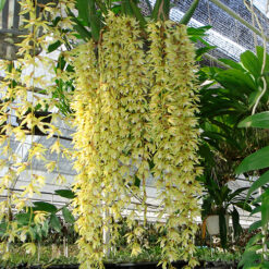 Coelogyne rochussenii