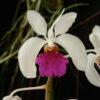 Holcoglossum kimballianum