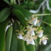 Ascochilus nitidus