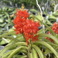 Ascocentrum curvifolium