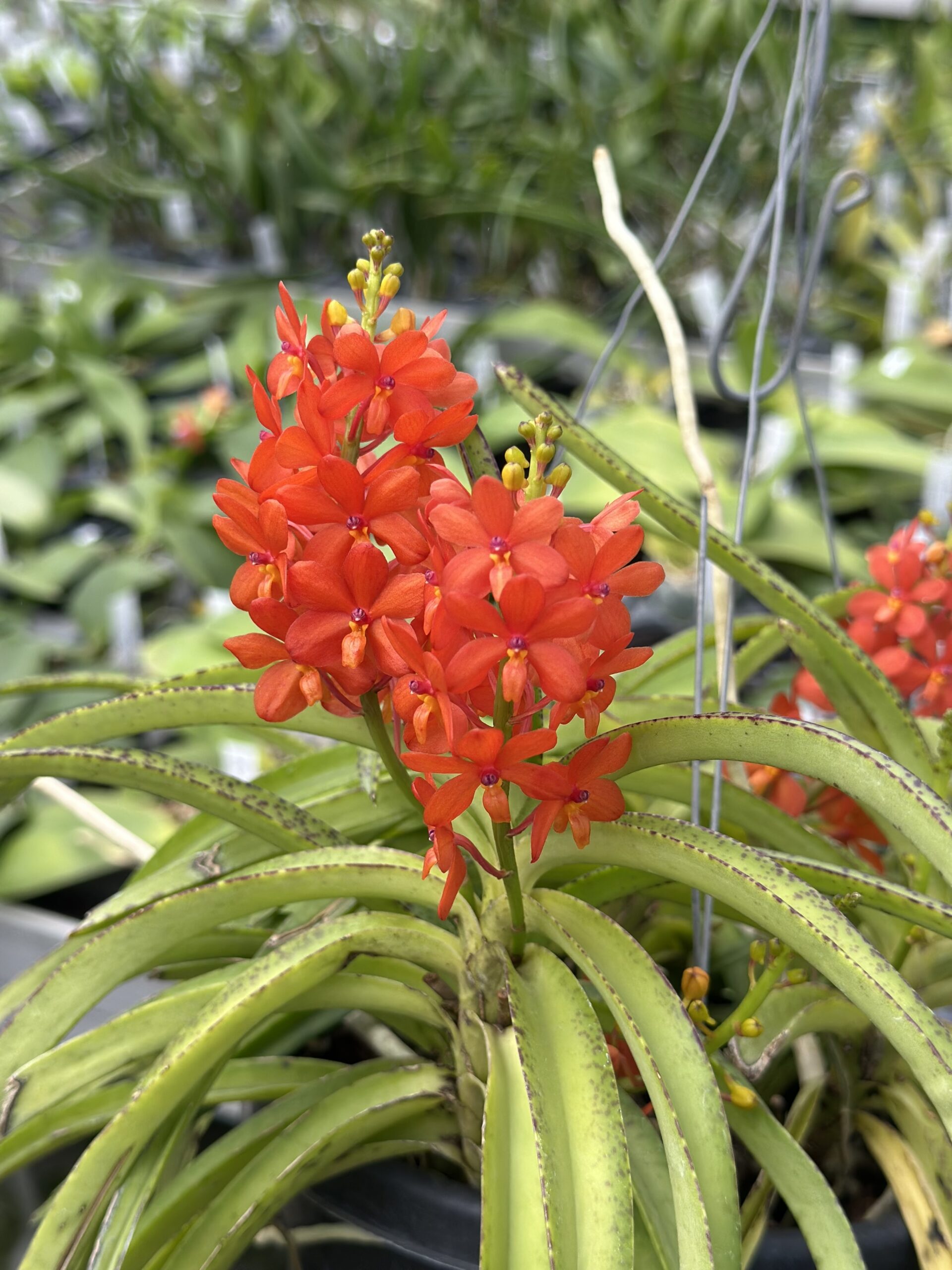Ascocentrum curvifolium