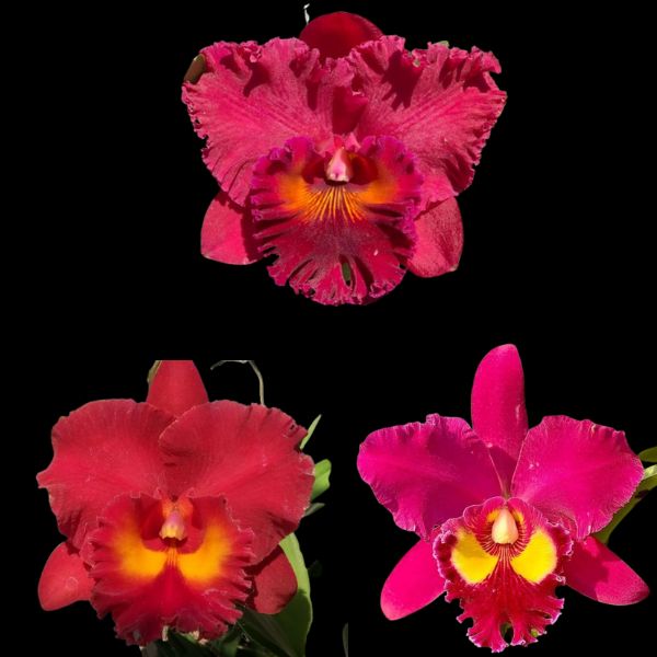 Cattleya