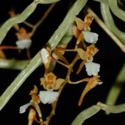 Microcoelia