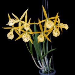 Brassavola
