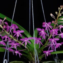 Ascocentrum