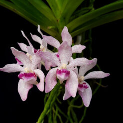 Rhynchostylis