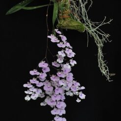 Ionopsis