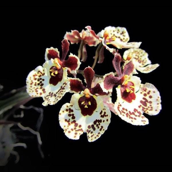 Tolumnia
