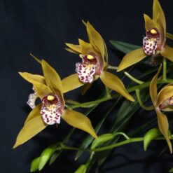 Cymbidium