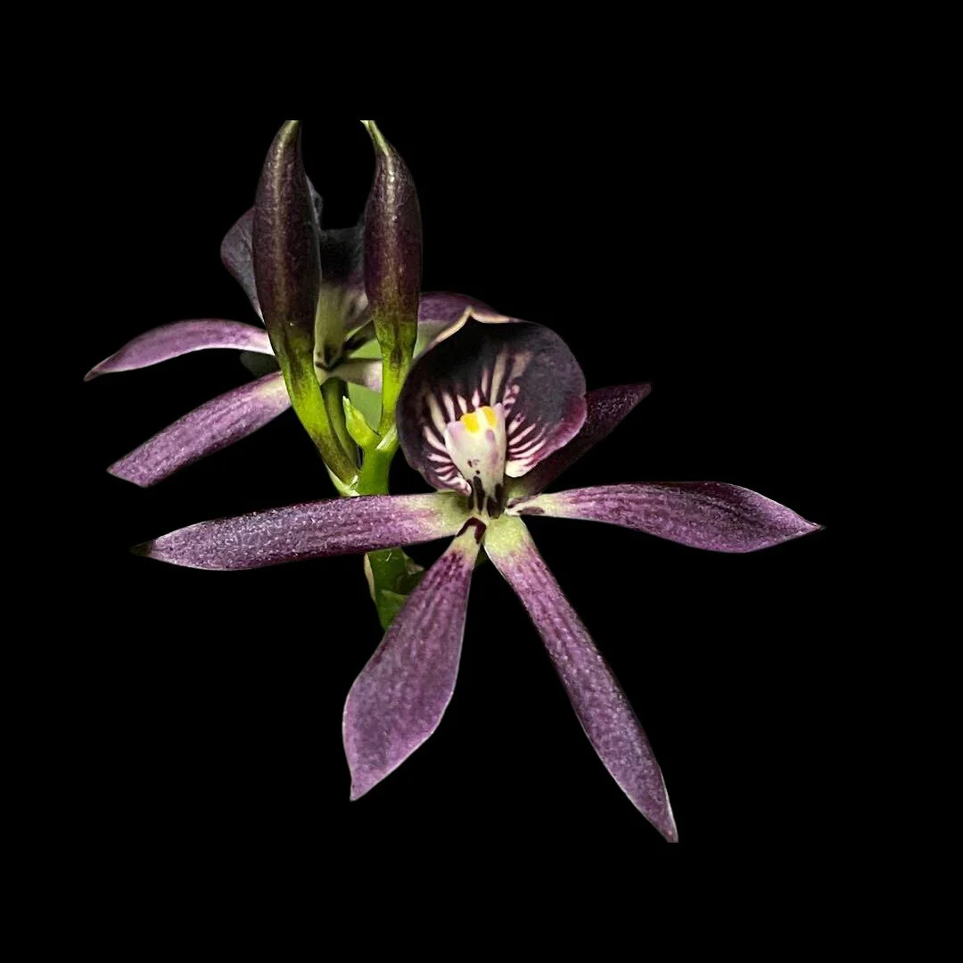 Encyclia