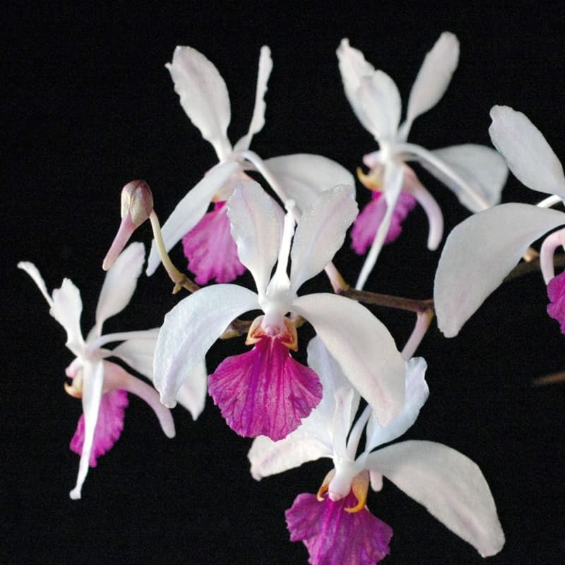 Holcoglossum